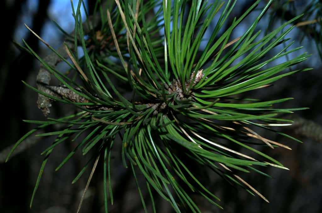 D Finition Pin Noir D Autriche Pinus Nigra Pin Laricio Dautriche